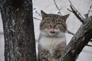 The cat is sitting in a tree staring and licking its lips