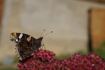 motyl natura Polska © Jerzy