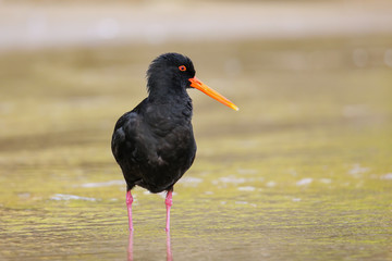 Variable oystercatcher (Haematopus unicolor) standing in shallow water