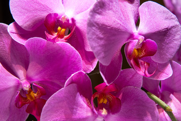 
Beautiful orchid - floral background. Pink phalaenopsis orchids on a light background. Pastel colors.  Close-up. 