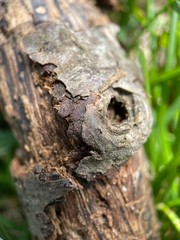 close up of a tree frog