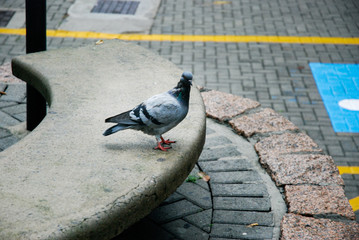The lone pigeon on the parking lot