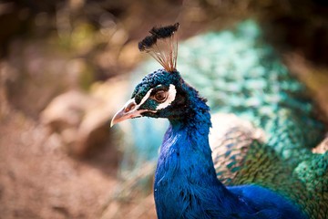 Naklejka premium Peacock