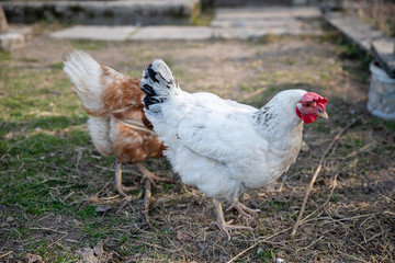 Two hen chicken walking outdoors on the countryyard in farm village
