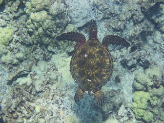 Hawaiian Green Sea Turtle, Honu, Chelonia mydas