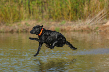 Junger schwarzer Labrador springt in einen See