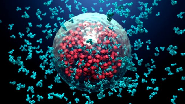 Antibodies destroy an infected cell by a  virus, immun defense kill the infected cell  