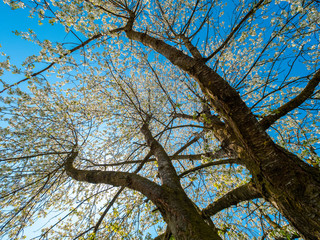 Blühender Kirschbaum im Frühling