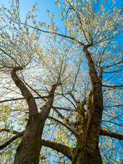 Blühender Kirschbaum im Frühling