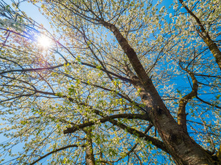 Blühender Kirschbaum im Frühling