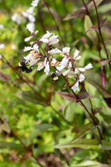 Bee feeding on penstemon (beardstongue) flowers