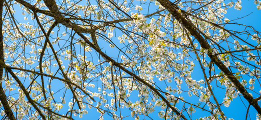 Blühender Kirschbaum im Frühling