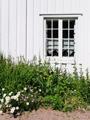 Fototapeta na wymiar Green plants and colorful flowers growing in front of white wooden facade with one window, rustic view