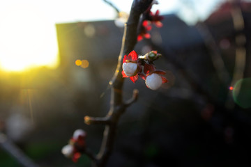 beautiful blooming apricot. Apricot branch flowers.