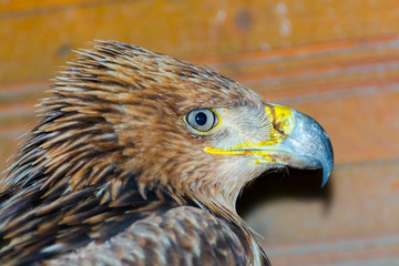 Close portrait of an eastern imperial eagle