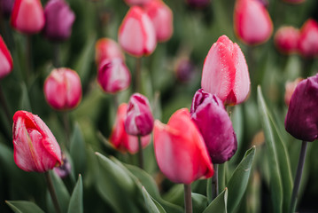 Pink and purple tulips in spring