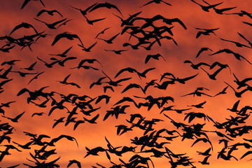Snow geese in the dawn, Bosque del Apache, New Mexico USA