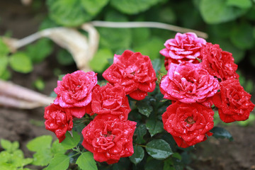 beautiful red dwarf roses in the garden