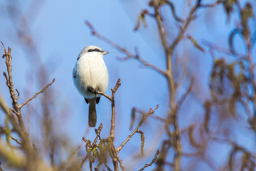 Great grey shrike (Lanius excubitor)