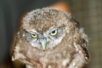 Little owl in a wildlife rescue center in Hungary