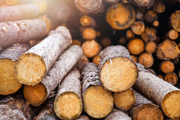 Forest pine and spruce trees. Log trunks pile,  the logging timber wood industry.