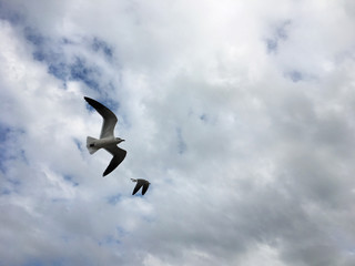 Seagulls in the Sky