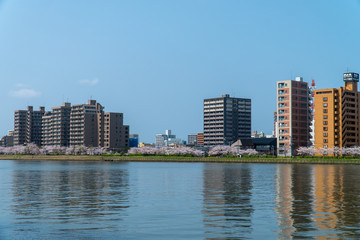 Fototapeta premium 春の新潟市の街並みと満開の桜