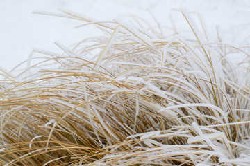 Texture of natural snow with grass. View above the snow.