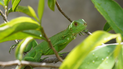 green iguana on a branch