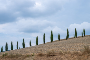 scenic Tuscan view with cipreses and blue sky