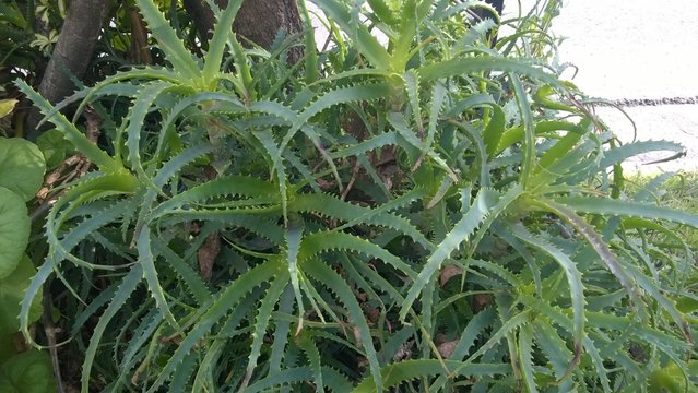 Sabila, 
photo taken with my old Nokia LUMIA 925