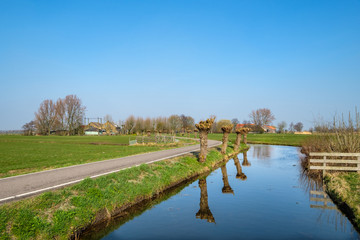 Fototapeta na wymiar Pollard willows along a ditch in a polder landscape close to Rotterdam, the Netherlands