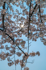 満開の桜と太陽の日差し（光芒・光条）