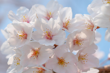 桜のクローズアップ