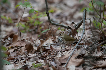 Ovenbird