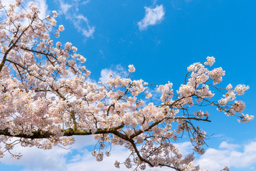 満開の桜のクローズアップ