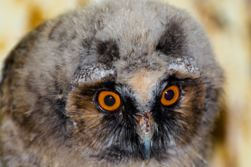 Long-eared owl chick in a wildlife rescue center