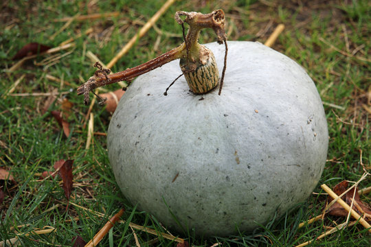 Crown Prince Pumpkin Squash