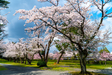 Obraz premium 新発田城と桜