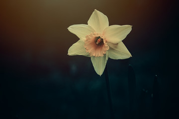 Obraz na płótnie Canvas yellow daffodil in the spring garden in close-up