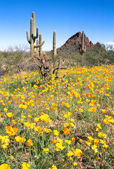 Mexican poppies, Organ Pipe Cactus National Monument