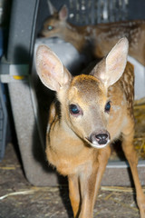 Roe deer fawn in a wildlife rescue center
