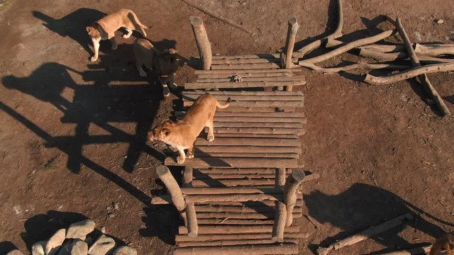 Happy lions family in zoo from aerial drone perspective - top view