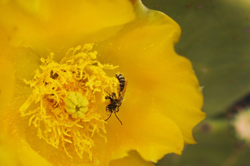 yellow flower in close-up with a small black insect inside