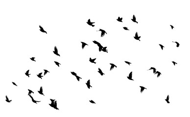 A flock of flying birds silhouette. Vector illustration