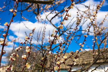 Garden of apricot trees in the village. April is beautiful. 