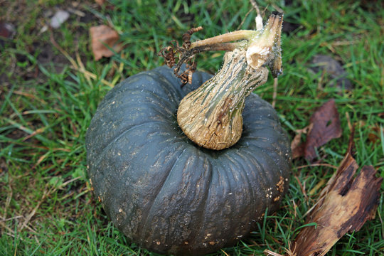 Kabocha Pumpkin Squash