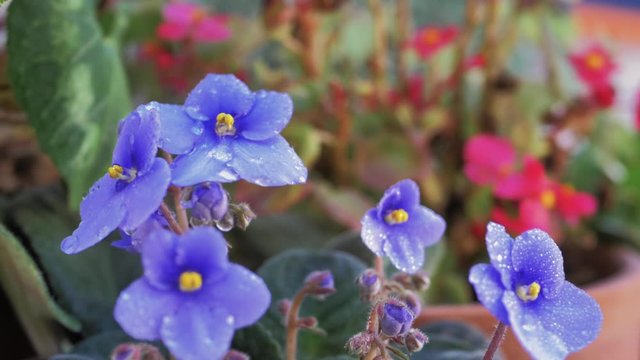 Gotas de agua cayendo sobre violetas de color lila a c&aacute;mara lenta