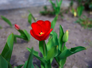 Naklejka premium April beauty. Grandmother's garden in the Ukrainian village.