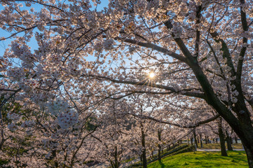 Obraz premium 満開の桜と太陽の日差し（光芒・光条）